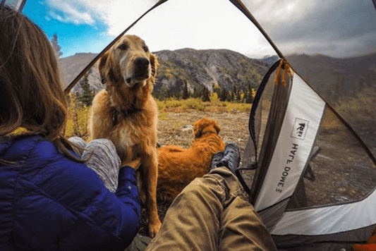 Affordable Vacations to Take with Your Pet