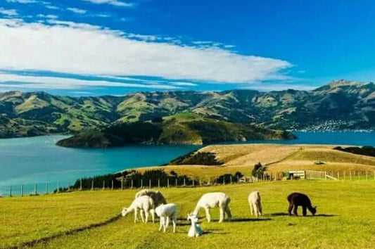 What to take backpacking in new zealand？
