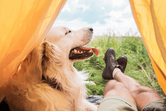 Where Do Dogs Sleep When Camping?