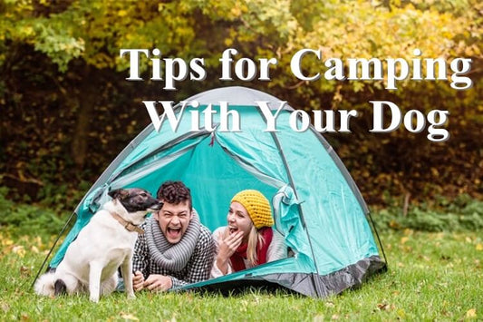 Tips for Camping With Your Dog