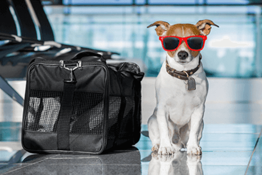Need to Know Some Rules Before Traveling with Your Dogs