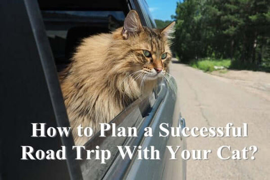 How to plan a successful road trip with your cat?