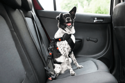 Common Mistakes to Avoid When Traveling with Pets